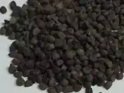 Beejband Sida cordifolia Country mallow Bala Bhadra Kanghi Badiyalaka WHOLE 100g