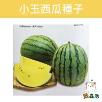 在飛比找Yahoo!奇摩拍賣優惠-～全館滿790免運～小玉西瓜種子Watermelon-約10