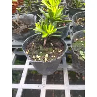 在飛比找蝦皮購物優惠-★ 逗花枝玩 ☆ 小品植物 金鑽羅漢松 3吋