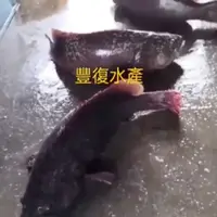 在飛比找蝦皮購物優惠-龍膽石斑魚清肉,堅持活魚現殺,肉質晶瑩剔透,豐富膠質,膠原蛋