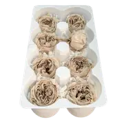 Blooms of Joy 4.5cm Beige Garden Roses 8 Pack