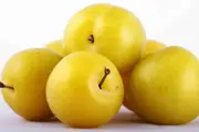 Buy Coes Golden Drop Plum grafted in Australia (Prunus domestica)
