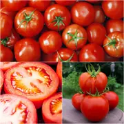 Tomato - ES 58 seeds