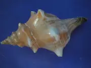 Sea Shell Seashells 5.5" Fascialoria Trapezium Shell