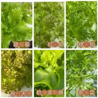 在飛比找蝦皮購物優惠-2公斤生菜798元 單顆萵苣無海棉、新鮮萵苣、綜合萵苣、生菜