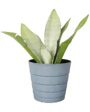 Thorsen's Greenhouse Live Moonshine Snake Plant in Contemporary Pot