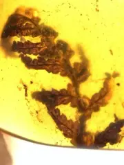 Beautiful plant leaves burmite Cretaceous Amber fossil dinosaurs era