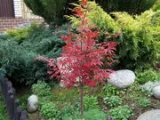 Buy Japanese Maple Atropurpureum Tree - Acer palmatum