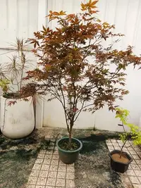 在飛比找Yahoo奇摩拍賣-7-11運費0元優惠優惠-老盆養2到30年老粗頭高180公分日本紅楓樹，槭樹，名字叫紅