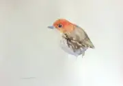 Antpitta, Watercolor artwork, Handmade, Original painting on paper