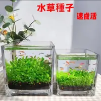 在飛比找蝦皮購物優惠-水草種子 壹元購 水草種子大全 大對葉小對葉DIY魚缸造景 