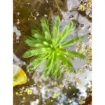 粉綠狐尾藻水生植物容易種