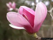 Magnolia soulangeana Tree - Magnolia soulangeana