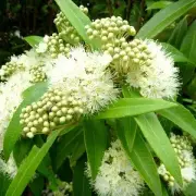 Lemon Myrtle Essential Oil