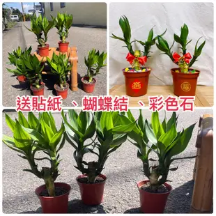 蓮花竹 春節盆栽 分枝芽 富貴竹  觀音竹 佛堂拜拜 植物 春節植物