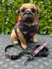 ESSENDON BOMBERS AFL Football Dog Collar, Lead, Doggy 'dana, Harness; FUNKY FIDO