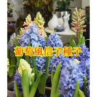 在飛比找蝦皮購物優惠-🌱【馥郁】葡萄風信子種子 海洋魔法 易種植耐寒盆栽地栽庭院花