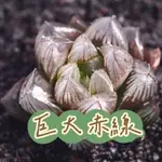 ↠有植感↞ ▮巨大赤線▮ 巨大赤線多肉 多肉巨大赤線 多肉植物 多肉 番杏科 景天科 百合科 生石花 石頭玉 塊根 觀葉