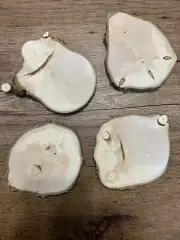 Maple Log Unique Slices, About 5 Inches Diameter and Half Inch Thick,