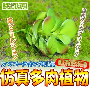 【培菓平價寵物網】仿真多肉植物沙漠玫瑰