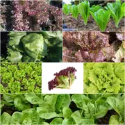Lettuce Seeds - Assorted 8 Packs