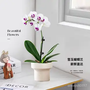 白色蝴蝶蘭花苗帶花劍帶花苞盆栽蘭花客廳室內植物花卉四季好養活 IVTS