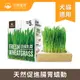 汪喵星球 生菜新鮮小麥草栽種盒65g