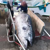 在飛比找蝦皮購物優惠-《黑金水產》 東港野生 黑鮪魚 上腹肉 中腹肉 下腹肉 皮油