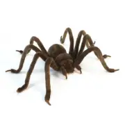 50cm L Hansa Huntsman Spider Realistic Cuddly Cute Soft Animal Plush Toy