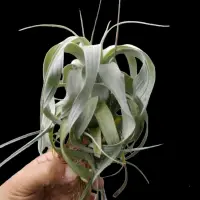 在飛比找蝦皮購物優惠-綠房子空氣鳳梨 Tillandsia Saint Eulog