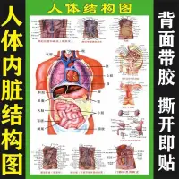 在飛比找蝦皮購物優惠-4/9 新品 人體內臟解剖系統示意圖醫學宣傳掛圖人體器官心臟