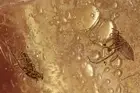 2 Nice APHIDS - WASP & MIDGE Fossil Genuine BALTIC AMBER 201111-44 +IMG