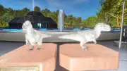 ARK ASCENDED PVE OFFICIAL PAIR BABY YUTI ALBINO ID36 TOP STATUS PC/XBOX/PS5