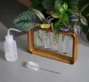Plant Propagation Station Acacia Wood Stand 4 Glass Test Tube Hydroponic Decor
