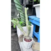 在飛比找蝦皮購物優惠-🌵四方蘿藦🌵蘿藦科/仙人掌（含盆）