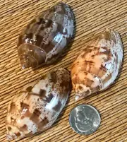 3 HARPULINA LOPPONICA VOLUTE SEA SHELLS - Collection, Craft , Hermit Crab