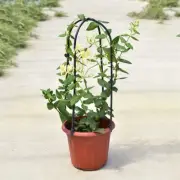 Plant Climbing Frame Sturdy Plastic Trellis for Natural Tomatoes Gardening