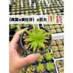 (異葉X美杜莎)X巨大 三吋盆種好寄出 食蟲植物 珍奇植物 捕蟲堇 捕蟲草 毛氈苔 豬籠草 狸藻 食肉吃蟲抓蟲捕蟲 捕蠅