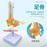 在飛比找Yahoo!奇摩拍賣優惠-模型一比一腳掌骨  自然大腳關節模型帶韌帶人體足部骨骼解剖模