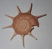 75 mm Guildfordia Triumphans Star Turban Seashell #AB1 From Ryu-Kyu Island