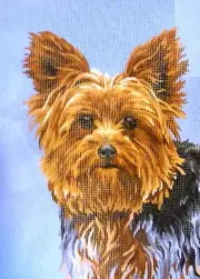 "Yorkshire Terrier" Printed Needlepoint Tapestry Canvas Collection D'art 10399