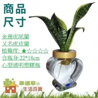 在飛比找Yahoo!奇摩拍賣優惠-室內植物 觀葉植物 虎尾蘭 3吋心型 水耕植物 水耕盆栽 水