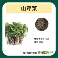 在飛比找蝦皮購物優惠-【台灣出貨 電子發票】山芹菜 種子 0.8g(約300顆) 