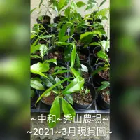 在飛比找蝦皮購物優惠-秀山農場~羊奶頭、小號牛乳埔、台灣天仙果、細本牛奶埔、山拔仔