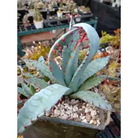 在飛比找蝦皮購物優惠-屈原之舞扇 屈原縞斑還原株 龍舌蘭 agave