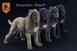 JAMES ROOM#MR.Z 1/6紐波麗頓獒/NEAPOLITAN MASTIFF - 4款色