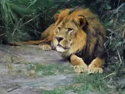 africa lion in the grass W. Spielende Tile Mural Wall Backsplash Marble Ceramic