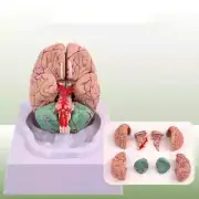 Human Life Size People Brain Functional Area Model Anatomy Display Teaching Lab