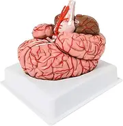 Human Brain Model Life Sized Brain Model 9-Part Human Brain Anatomy for Structural Anatomy Physiology Arteries Brain Stem 3D Disassembled Medical Education