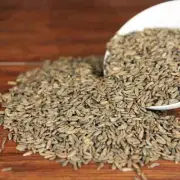 Organic Herbal Great Burdock Achene Fructus Arctii Arctium Lappa Great Quality